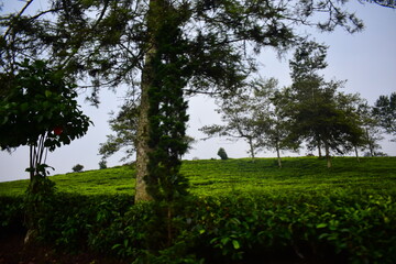 green tree in the field