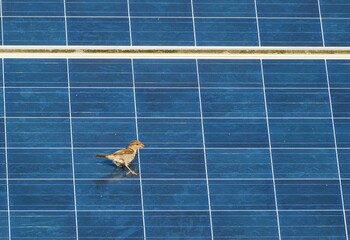 Sperling auf Photovoltaikelement