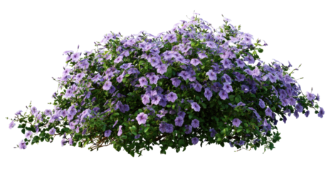 Lush cluster of lavender flowers