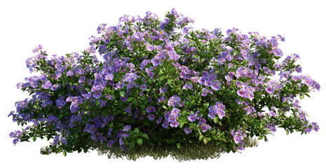 Obraz premium Lush purple flower bush (1)
