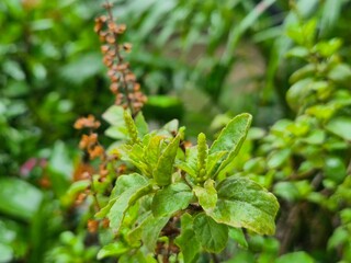 High-resolution macro image of fresh Holy Basil (Ocimum tenuiflorum) leaves in natural light. Widely used in herbal medicine and wellness products, this aromatic plant is known for its antioxidant pro