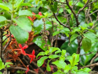High-resolution macro image of fresh Holy Basil (Ocimum tenuiflorum) leaves in natural light. Widely used in herbal medicine and wellness products, this aromatic plant is known for its antioxidant pro