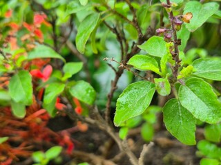 High-resolution macro image of fresh Holy Basil (Ocimum tenuiflorum) leaves in natural light. Widely used in herbal medicine and wellness products, this aromatic plant is known for its antioxidant pro