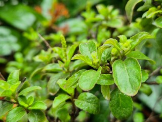 High-resolution macro image of fresh Holy Basil (Ocimum tenuiflorum) leaves in natural light. Widely used in herbal medicine and wellness products, this aromatic plant is known for its antioxidant pro
