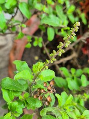 High-resolution macro image of fresh Holy Basil (Ocimum tenuiflorum) leaves in natural light....