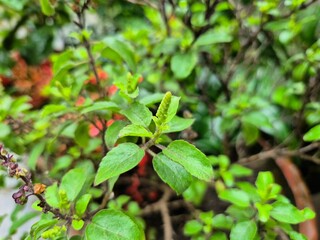 High-resolution macro image of fresh Holy Basil (Ocimum tenuiflorum) leaves in natural light. Widely used in herbal medicine and wellness products, this aromatic plant is known for its antioxidant pro