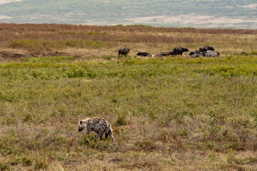 hyena and buffalo