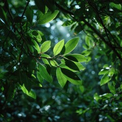 Obraz premium Sunlight filters through lush green foliage, illuminating leaves