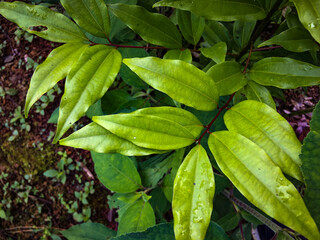 Fresh cinnamon leaf at Meratus Mountain, Tropical Borneo Rainforest