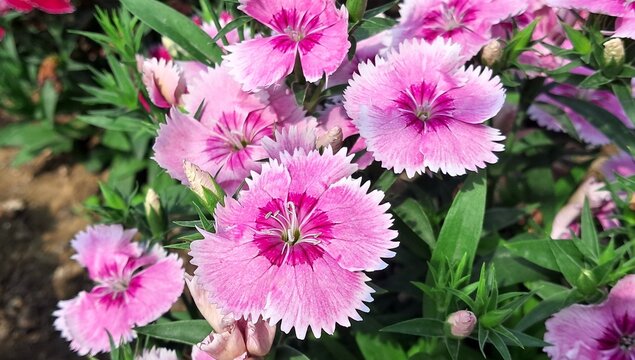 Light Pink Dianthus Chinensis Flowers Bloom on Green Nature Background