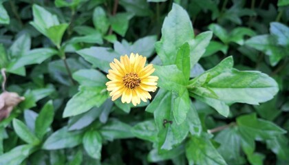 Yellow Wedelia Chinensis Flower Blooming on Green Nature Background