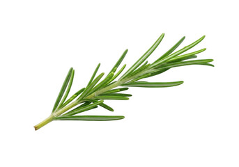 Fototapeta premium Fresh rosemary sprig isolated on transparent background