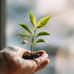 Image of leaves with soil underneath in a hand ready for planting, bokeh background