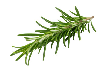 Fototapeta premium Fresh rosemary sprig isolated on transparent background