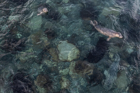 aerial of gray seals swimming in clear rocky water