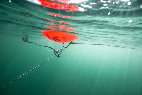 underwater view of orange buoy mooring float in green water