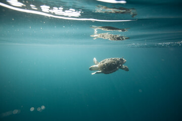 A loggerhead sea turtle swims below surface in clear blue ocean