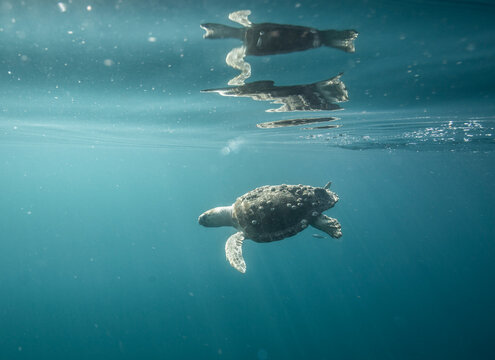 A loggerhead sea turtle swims below surface in clear blue ocean