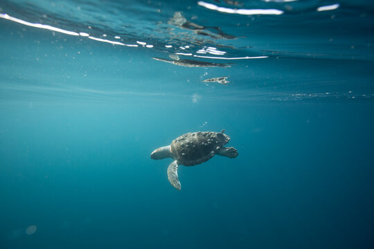 A loggerhead sea turtle swims below surface in clear blue ocean