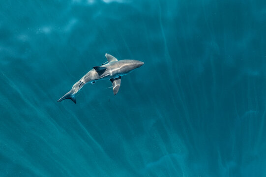 overhead view of whiteshark gliding through clear blue water