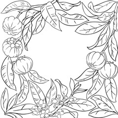 Garcinia Branch with Fruits and Leaves Outline Frame. Organic natural nutritional healthy food ingredient, vegetarian diet product. Vector isolated for design or decoration.