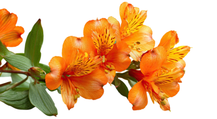Vibrant orange flowers on a branch