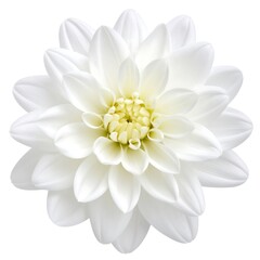 Close-up of a white Dahlia