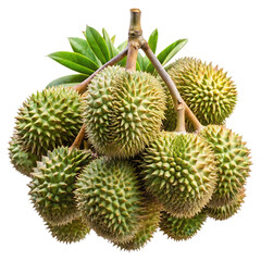 A cluster of fresh green durian fruits hanging on a tree branch © MdRipon