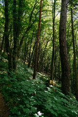 Mountain forest with dense tree cover and leafy ground vegetation under dappled sunlight. Mountain forest, shade-grown ecosystem, biodiversity protection, natural climate regulation