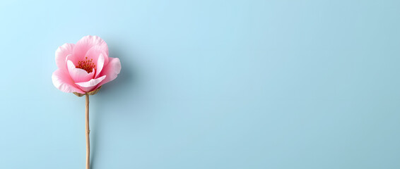 Fleurs de coton rose isolées sur fond bleu