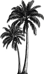 Two palm trees in grayscale (5)