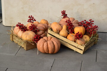 autumn still life with pumpkins