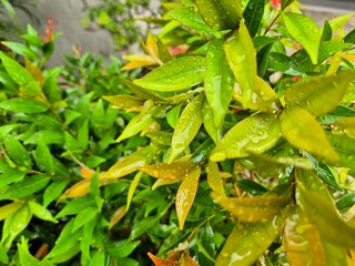 High-resolution macro photo of fresh green leaves dotted with glistening raindrops bathed in soft natural light, capturing leaf texture, moisture detail, and the serene freshness of post-rain foliage.