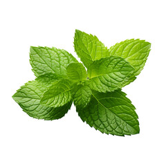 A sprig of fresh green mint leaves on a plain background on transparent background