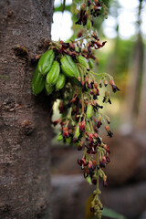 Averrhoa bilimbi, commonly known as&nbsp;bilimbi,&nbsp;cucumber tree, or&nbsp;tree sorrel.