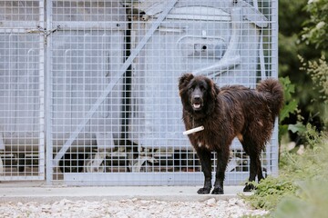 A dark, possibly wet, fluffy dog stands on a concrete surface near a metallic, fenced enclosure...