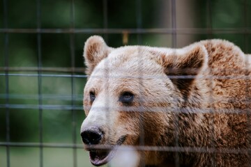 A large grizzly with light-colored fur peeks through a wire fence. The bear has a thoughtful...