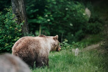A large brown bear ambles through tall green grass in a dense forest, perhaps hunting for berries...