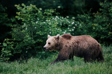 A majestic Brown Bear gracefully treads through a lush, green meadow near the edge of a dense forest. The bear's fur has a beautiful color gradient, from light tan to dark brown