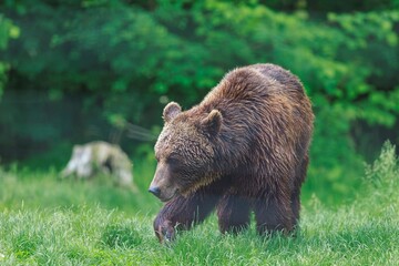 A solitary brown bear ventures forth into a grassy meadow, its fur catching the sunlight as it...
