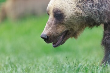 Close up shows a majestic brown bear foraging in a vibrant green meadow. Its fur is light brown,...