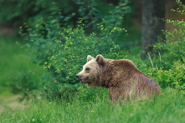 A Brown Bear stands amidst tall, vibrant green grass. The bear is gazing to the left, the dense...
