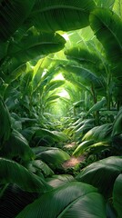 Lush green banana leaves arch over a sunlit path