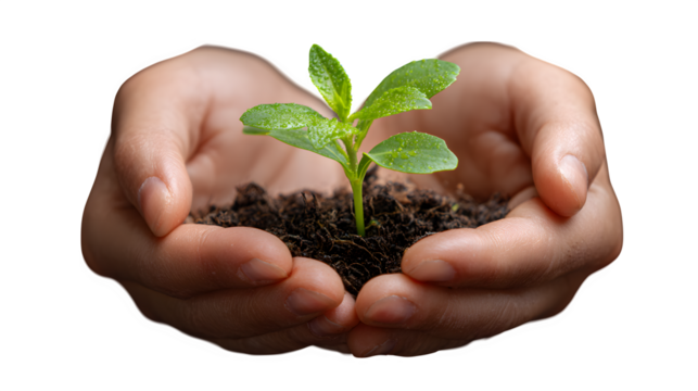 hands gently holding a small plant sprout, personal growth symbol, transparent background - Powered by Adobe