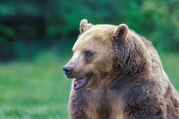 A brown bear stands tall in an Alaskan park, gazing toward something just outside the view, in a...