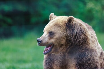 A majestic brown bear stands in a field, looking intently to the left. Its fur is thick, its...