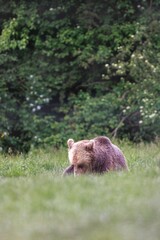 A Brown Bear rests in a field of tall green grass near a forest edge. Its head is down and it...