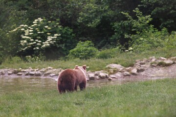 A solitary brown bear stands near the water's edge in a tranquil forest setting. Lush green grass...