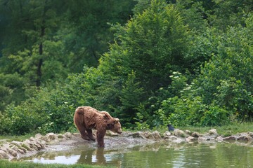 A large Brown Bear stands partially submerged in a tranquil pool, gazing at its reflection....