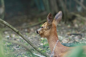 A young roe deer stands alert amidst the dappled sunlight of a dense forest. Its ears are perked,...